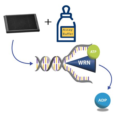 Enzolution™ WRN Helicase ATPase Assay System 